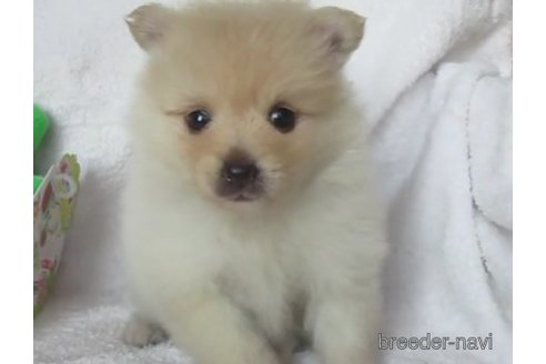 成約済の茨城県のポメラニアン-258504